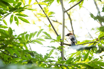 a bird sitting among the leaves