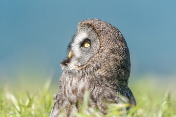 Cárabo (Strix aluco) 
