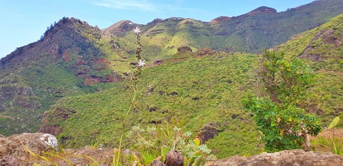Flower in front of exotic mountains