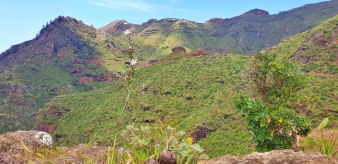 Flower in front of exotic mountains