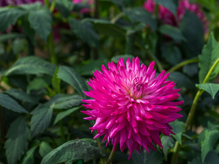 Fototapeta premium ダリア