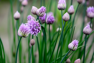Beautiful violet flowers of wild onion blooms in garden