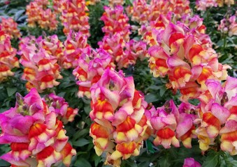 Mixed color of Snapdragon Sunset, an upright annual flower