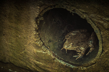 Frog in the sewers