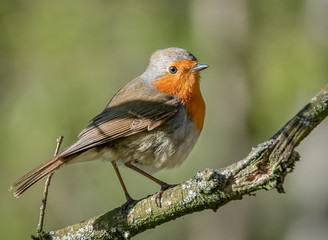 Rotkehlchen auf einem Ast