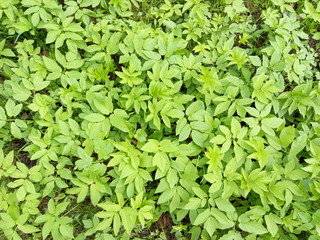 green leaves background