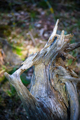 Natural sculpture from old dried wood