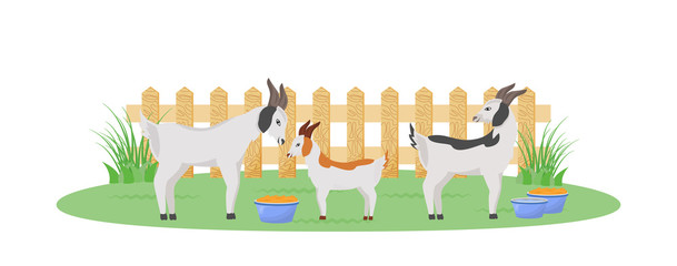 Goats in garden flat color vector character. Feeding bowl for cattle in backyard. Farmland with fence and cattle. Domestic animals isolated cartoon illustration for web graphic design and animation