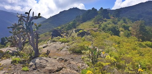 Cactus and ruin in the mountains
