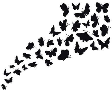 Butterfly flow silhouettes. Flying butterflies graphic wave, black flower butterflies silhouette. Papillon sketch vector background illustration. Silhouette butterfly summer wildlife