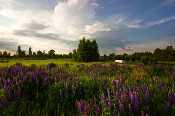 lupine field in the morning with car