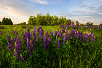 lupine field in the morning