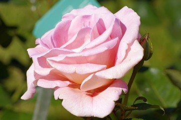 Couleur rose pastel