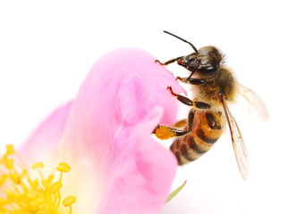 Honeybee on dog rose flower isolated on white background, macro