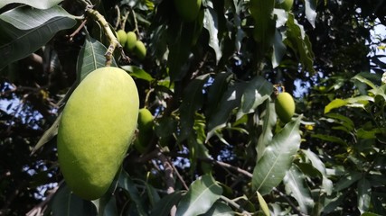 Close up green mango fruits hanging on tree branch