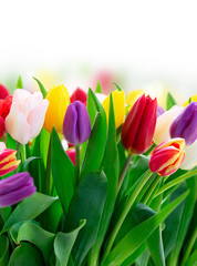 fresh tulips flowers