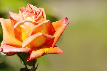 Rose orangé