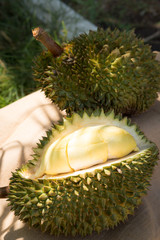 Durian fruit. Ripe durian. Tasty durian that has been peele