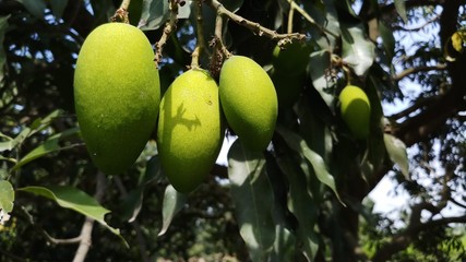 Close up green mango fruits hanging on tree branch