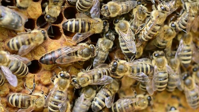 Honey bees workers feeding Bee queen on bee hive honey comb	

