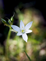 Fiore bianco selvatico che cresce in terreni aridi