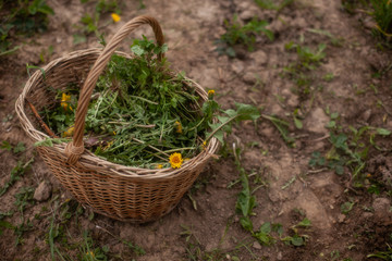 Fototapeta na wymiar Uprooted weed plant in a basket. Cleaning a garden. Uprooted yellow dandelion plant with roots. 