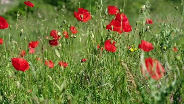 Coquelicots dans une prairie
