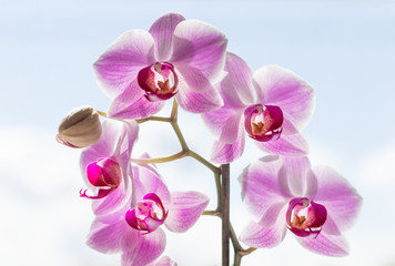 Delicate pink Orchid flowers on a light background. Contour light.