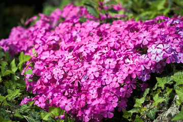 Cuscino di fiori viola in giardino