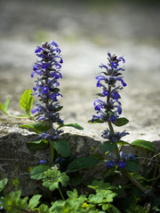 Fiori viola in giardino