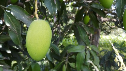Close up green mango fruits hanging on tree branch
