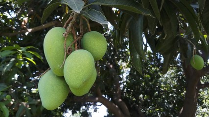 Close up green mango fruits hanging on tree branch