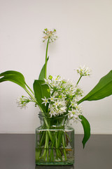 Wild garlic flower and green leave in a glass jar