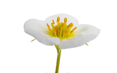 strawberry flower isolated