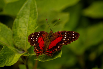 butterfly on a flower