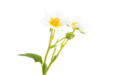 strawberry flower isolated