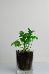 Homegrown parsley growing from a glass