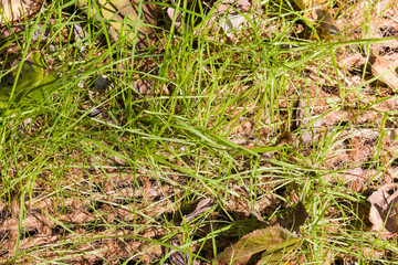 Grass grows through a soil-retaining net