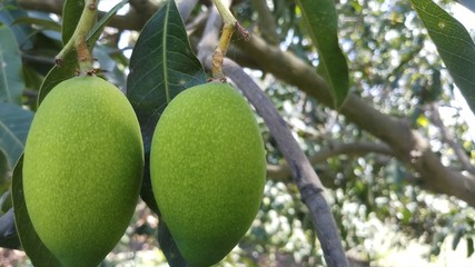 Close up green mango fruits hanging on tree branch