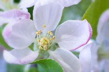 Natural white apple flower green leaves close up