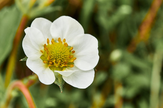 blooming strawberries