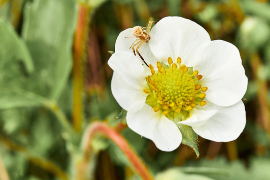 blooming strawberries