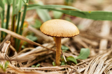 mushroom meadow honey agaric