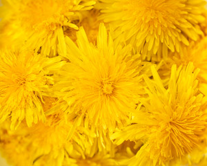 Natural yellow happy sunny background from dandelions flower