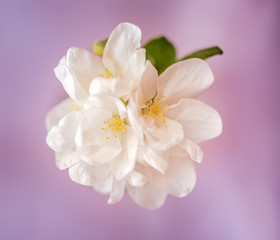 Obraz premium White apple tree flowers close up selective focus