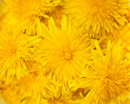 Natural Yellow Happy Sunny Background From Dandelions Flower