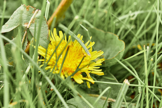 yellow dandelion on green grass