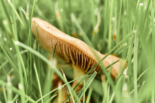 mushroom meadow honey agaric