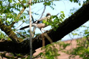 Big bird eating a baby bird