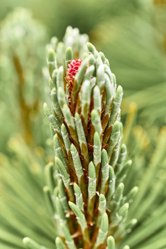 european pine